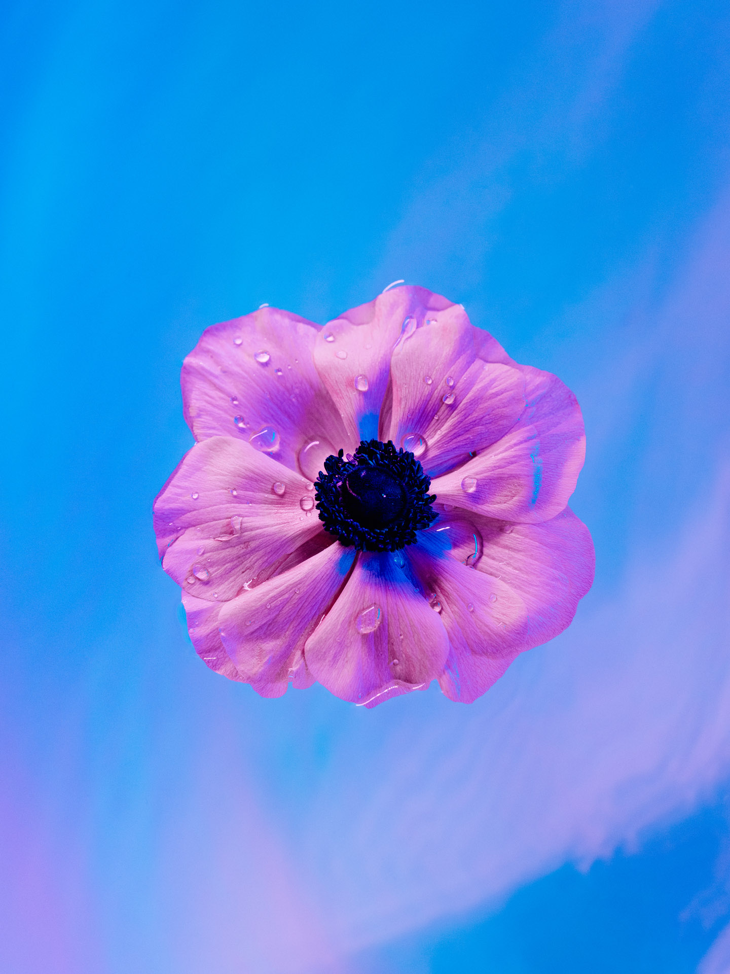 STILL LIFE 2